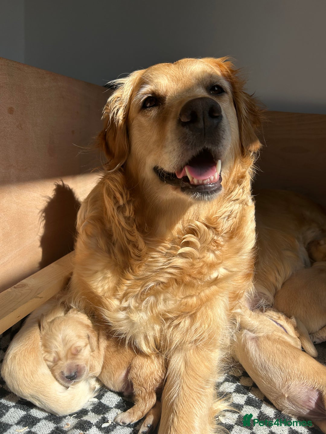Golden Retriever dogs for sale: Golden retriever puppies!  - Image 6