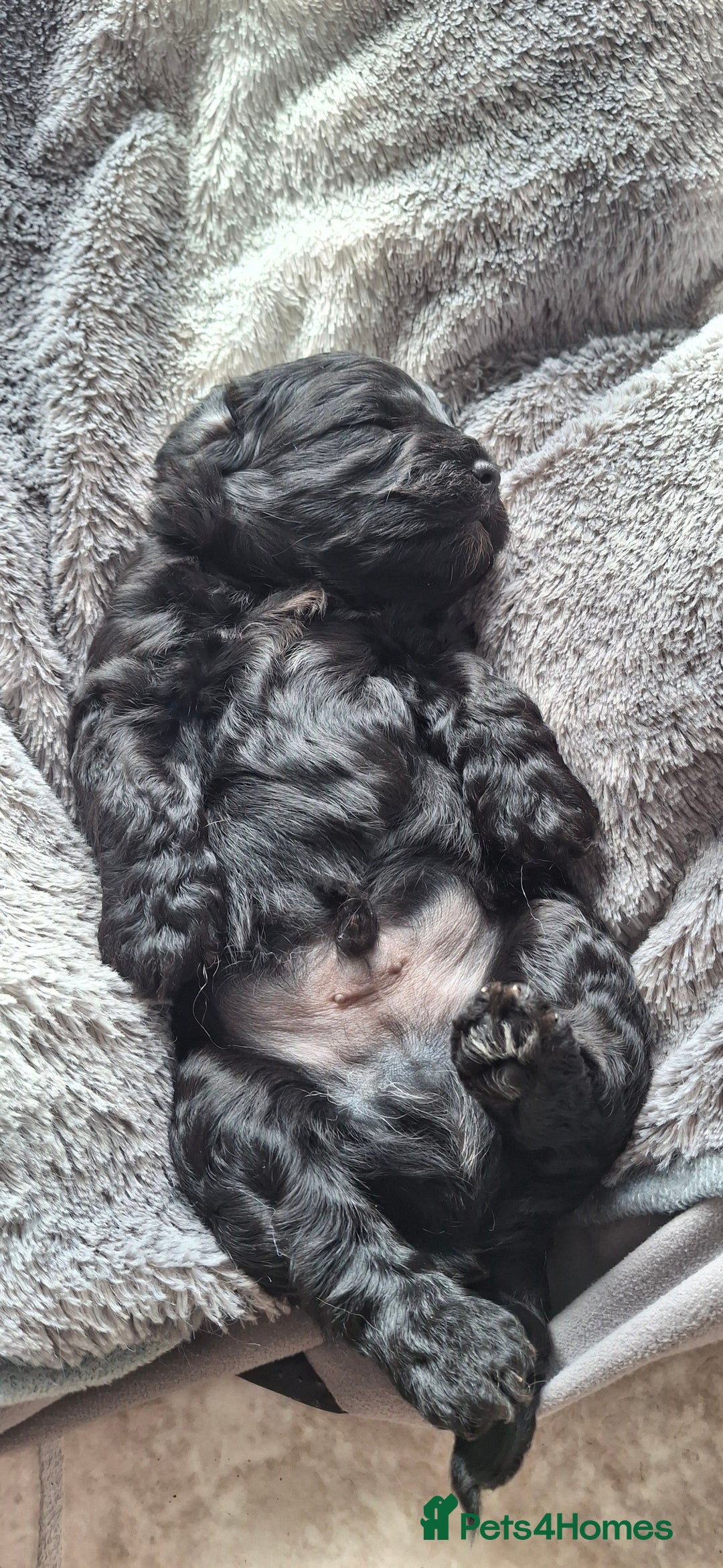Cavapoo dogs for sale: Toy Cavapoo puppies - Image 13