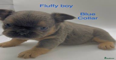 French Bulldog dogs - Advert 7