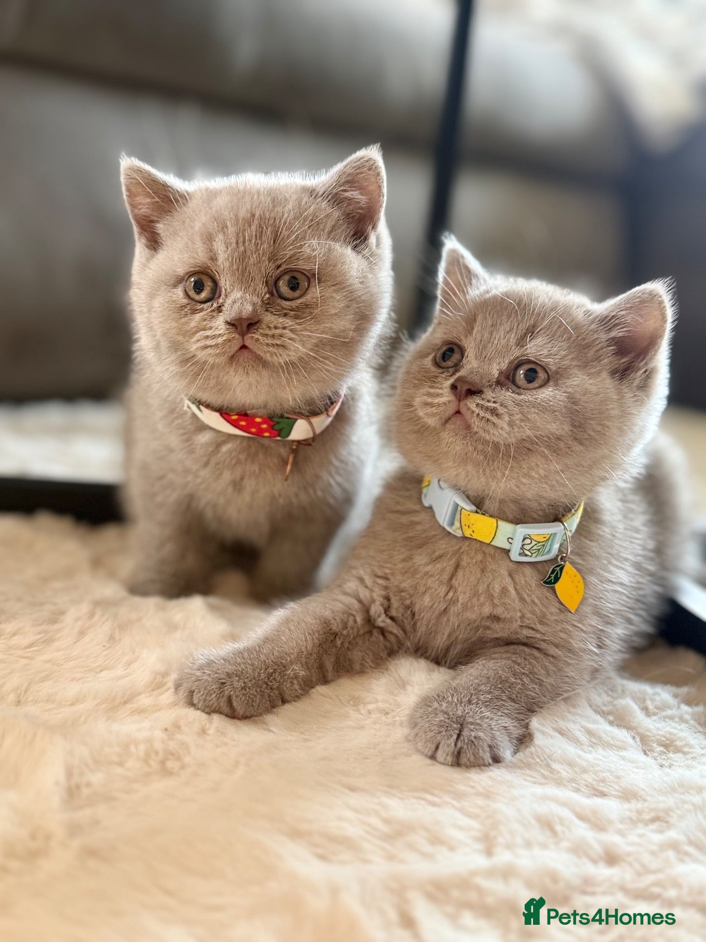 Scottish Fold cats Scottish fold - Advert 2