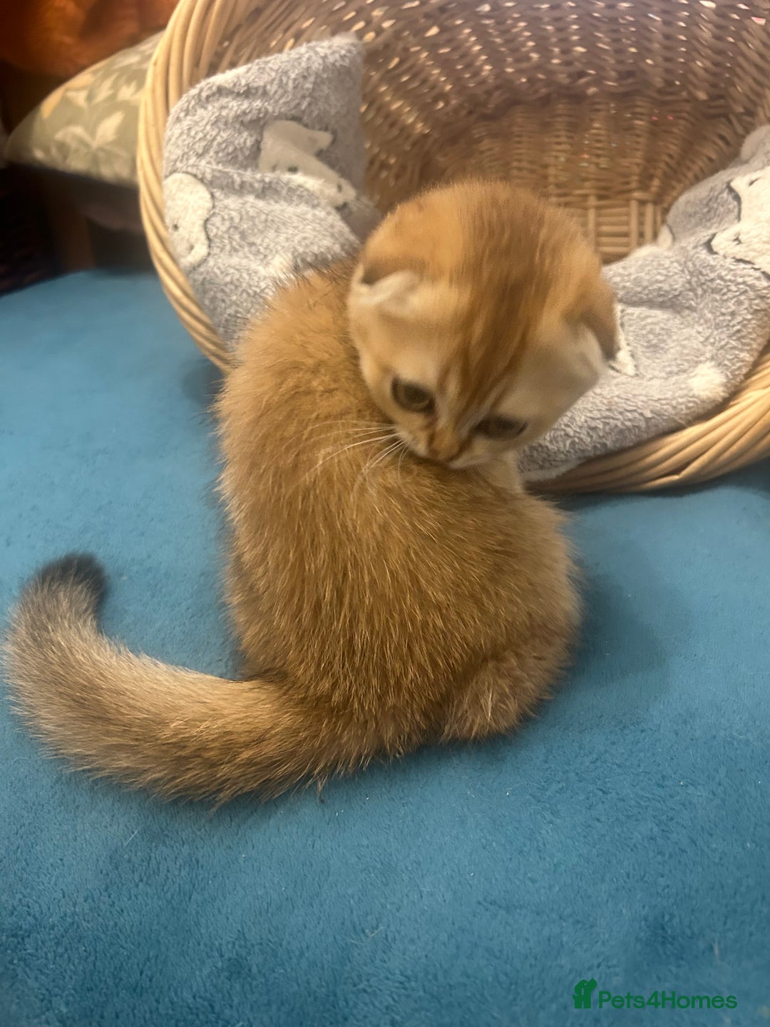 Scottish Fold cats for sale: Gold Chinchilla Scottish fold baby’s  - Image 3