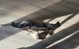 Whippet dogs for sale: Beautiful Male Whippet Puppy - Image 30