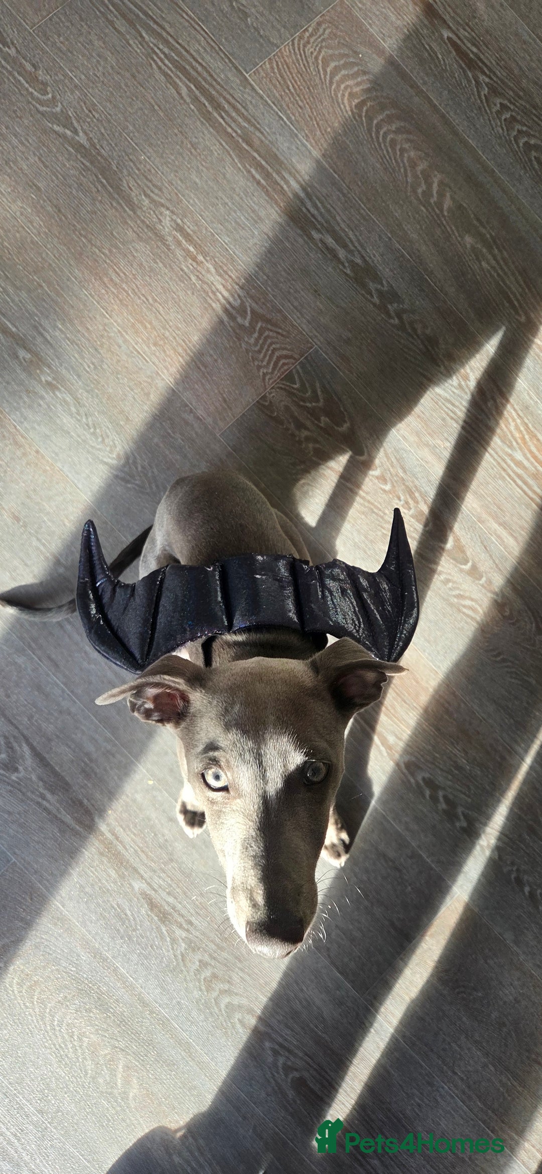 Whippet dogs for sale: Beautiful Male Whippet Puppy - Image 30