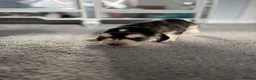 Cocker Spaniel dogs for sale: cocker spaniel puppies  - Advert 29