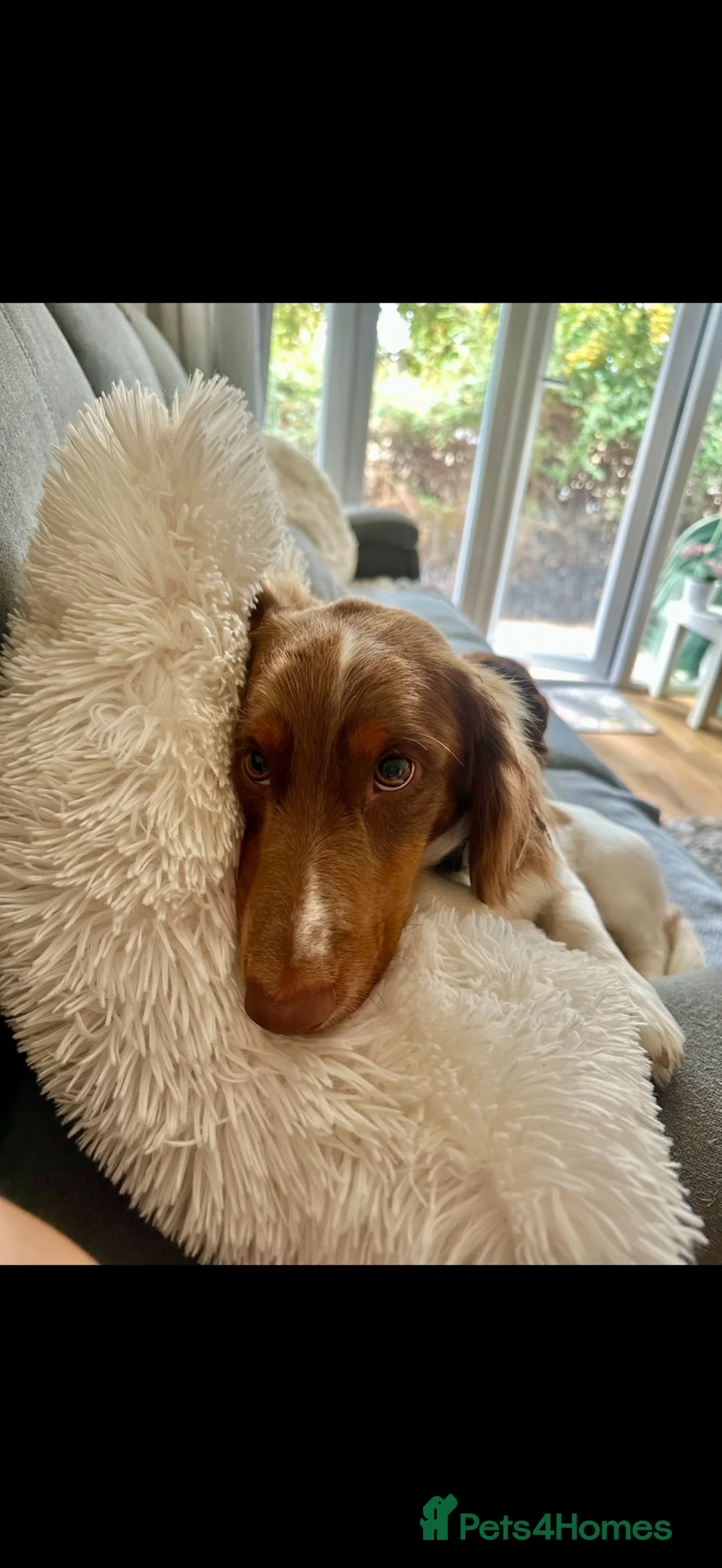 Dachshund dogs for sale: Dacshund 1.5Years old Male - Advert 2