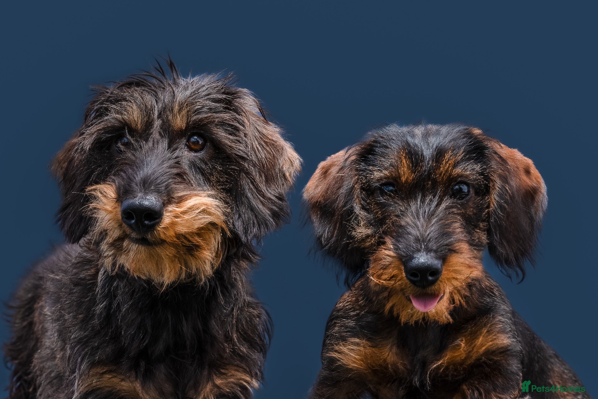 Dachshund dogs Wirehaired Dachshund Teckel KC registered puppies  - Advert 1