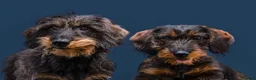 Dachshund dogs for sale: Wirehaired Dachshund Teckel KC registered puppies  - Advert 1