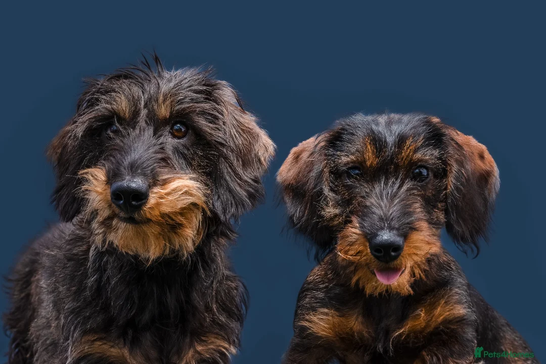 Dachshund dogs for sale: Wirehaired Dachshund Teckel KC registered puppies  - Advert 1