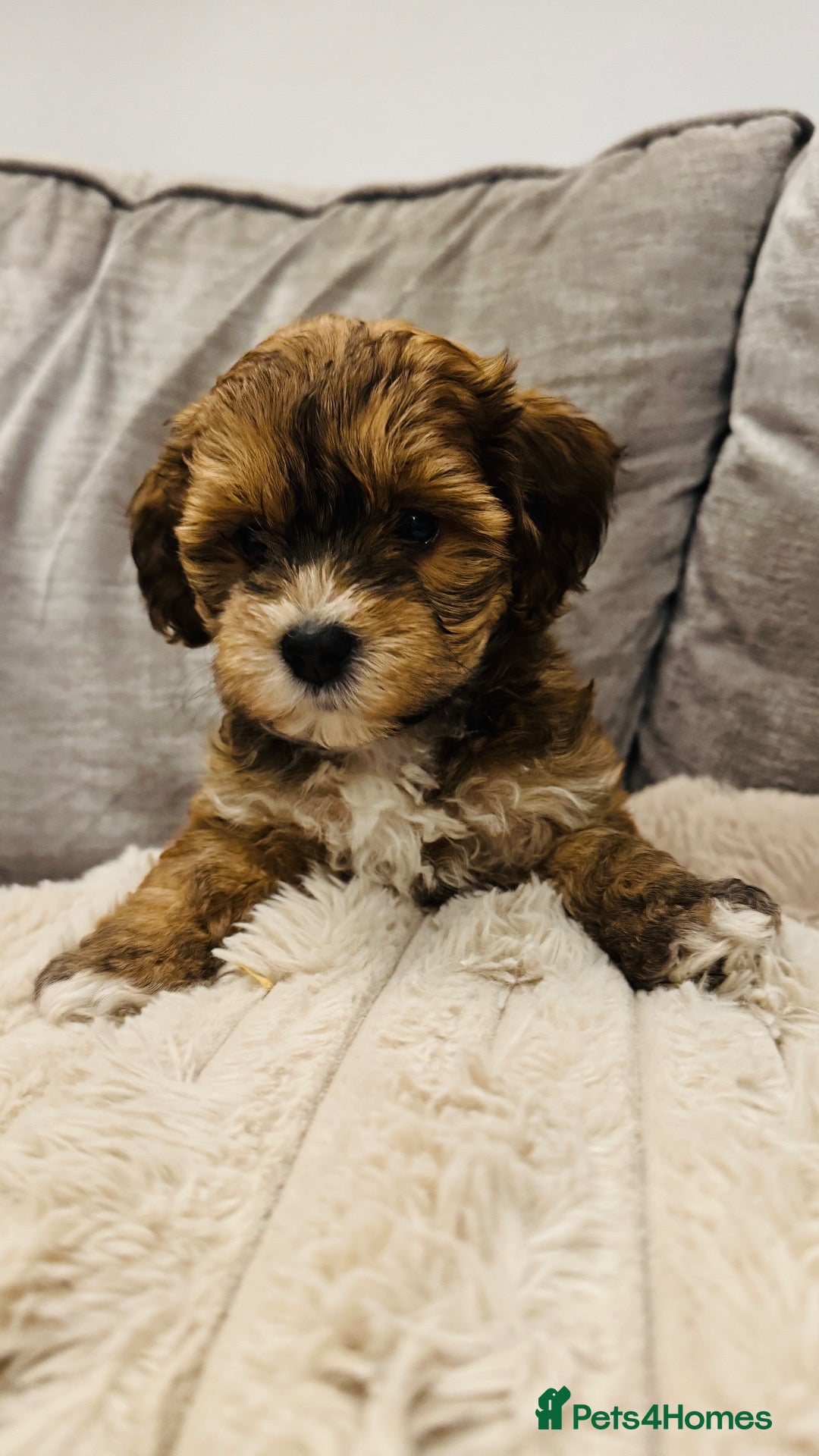 Maltipoo dogs The most adorable Tiny maltipoo puppies - Advert 1