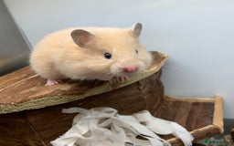 Hamster rodents for sale: Friendly Well Handled Syrian Hamsters - Image 3