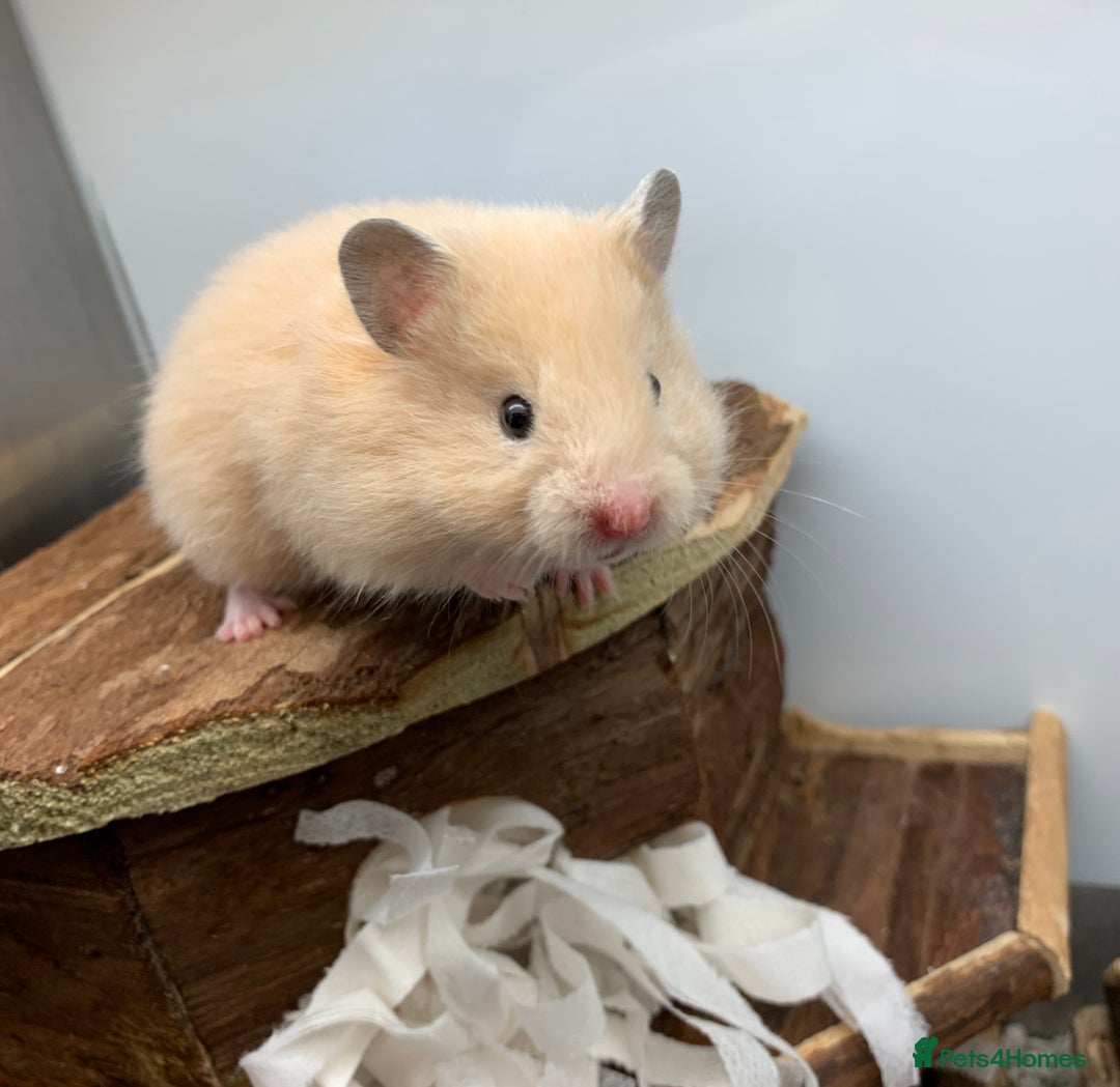 Hamster rodents for sale: Friendly Well Handled Syrian Hamsters - Image 3