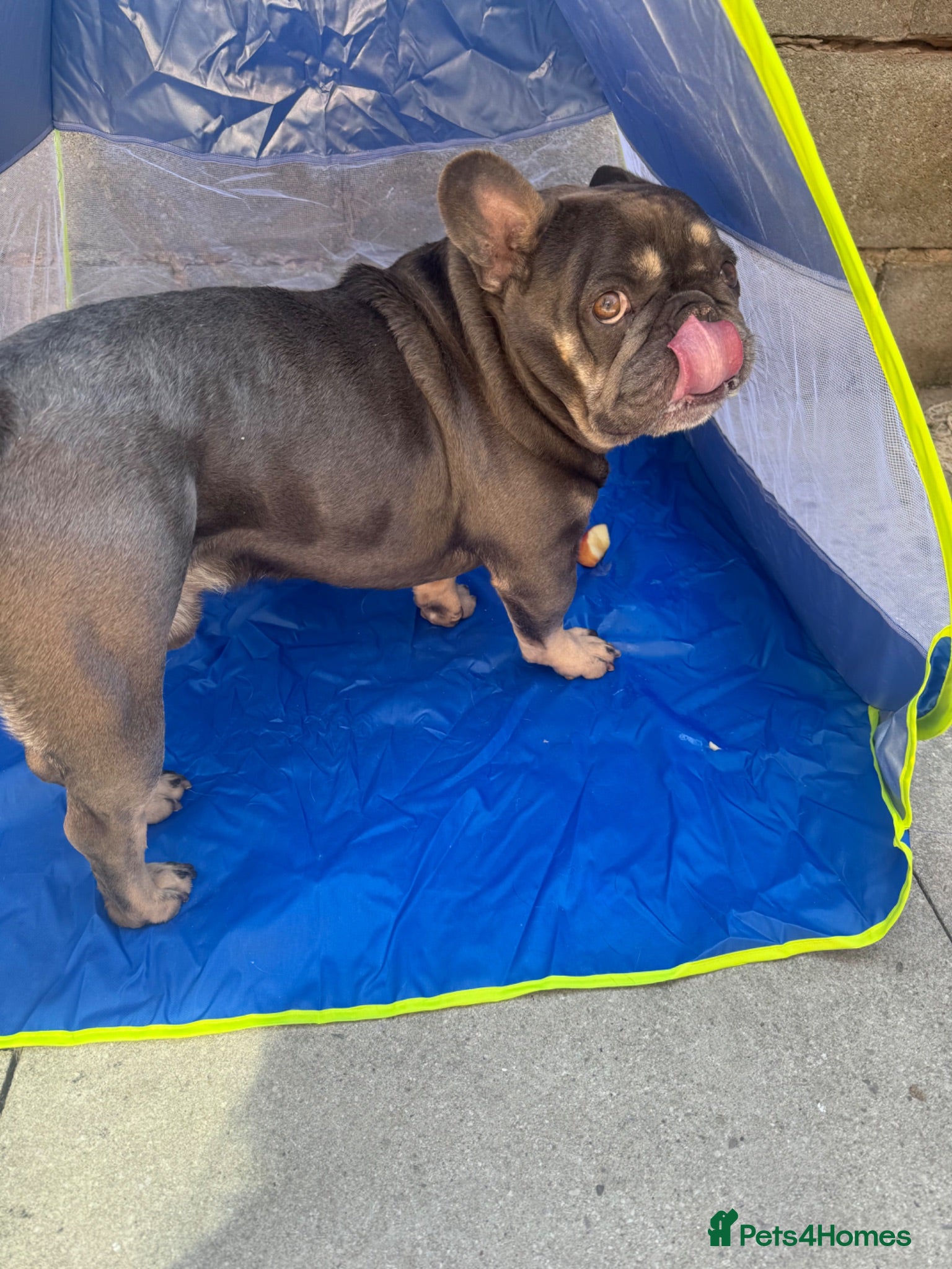 French Bulldog dogs Buster - Advert 10