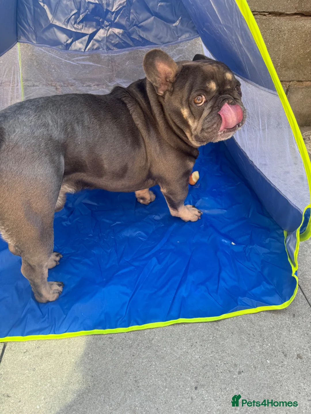 French Bulldog dogs for sale: Buster in Liverpool - Advert 1