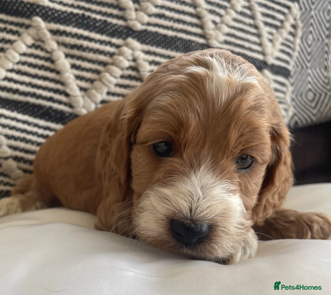 Cockapoo dogs for sale: F1 MINIATURE  SHOW-LINE COCKAPOO PUPPIES  - Advert 1