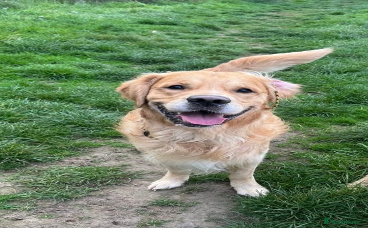 Golden Retriever dogs - Advert 5