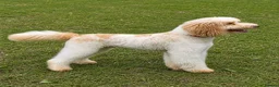 Miniature Poodle dogs for stud: Professional Stud Service - Cookie -Apricot Parti  - Advert 3