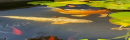 Koi Carp fish for sale: Beautiful golden butterfly Koi in Carmarthen - Advert 4