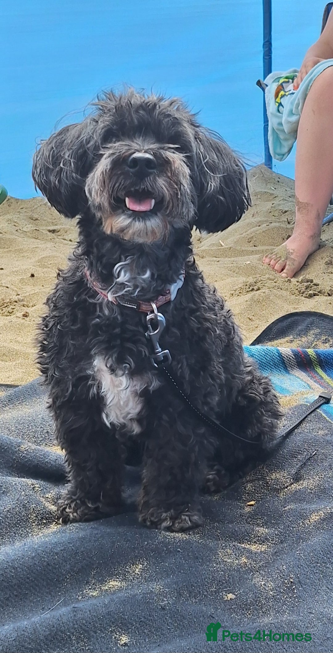 Maltipoo dogs for sale: Rosie maltipoo - Image 4