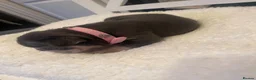French Bulldog dogs for sale: 🐾💙 BEAUTIFUL FRENCH BULLDOG PUPPIES 💗🐾 - Advert 11