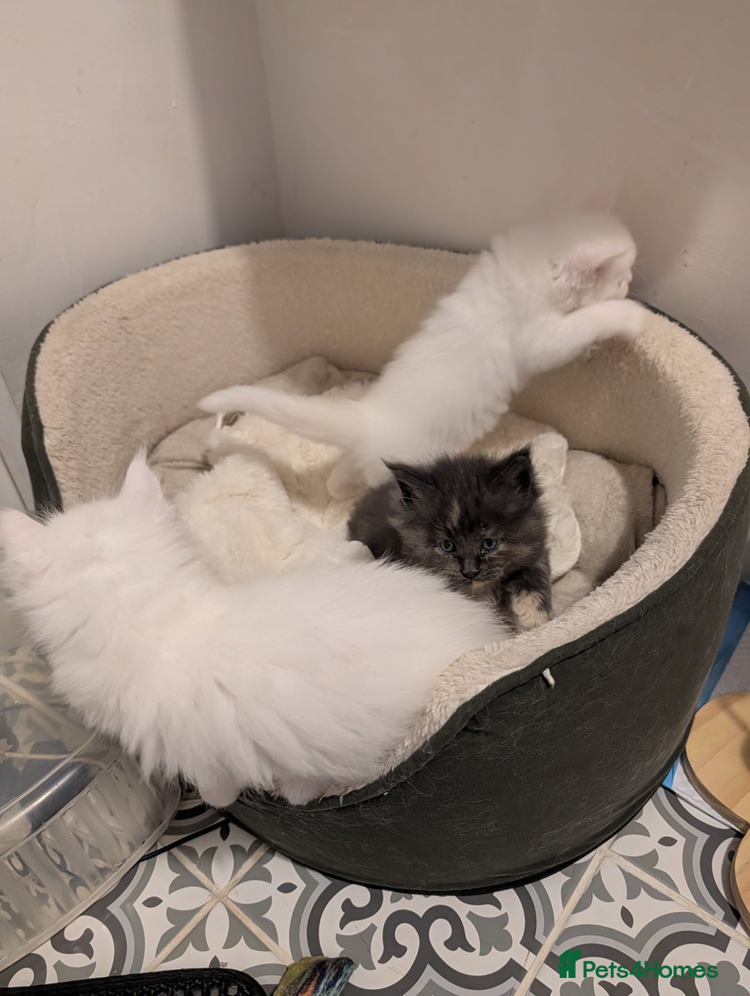 Maine Coon cats for sale: Beautiful Tica Registered Maine Coon Kittens  - Advert 35