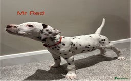 Dalmatian dogs for sale: 1 DALMATIAN LEFT READY NOW - Image 17
