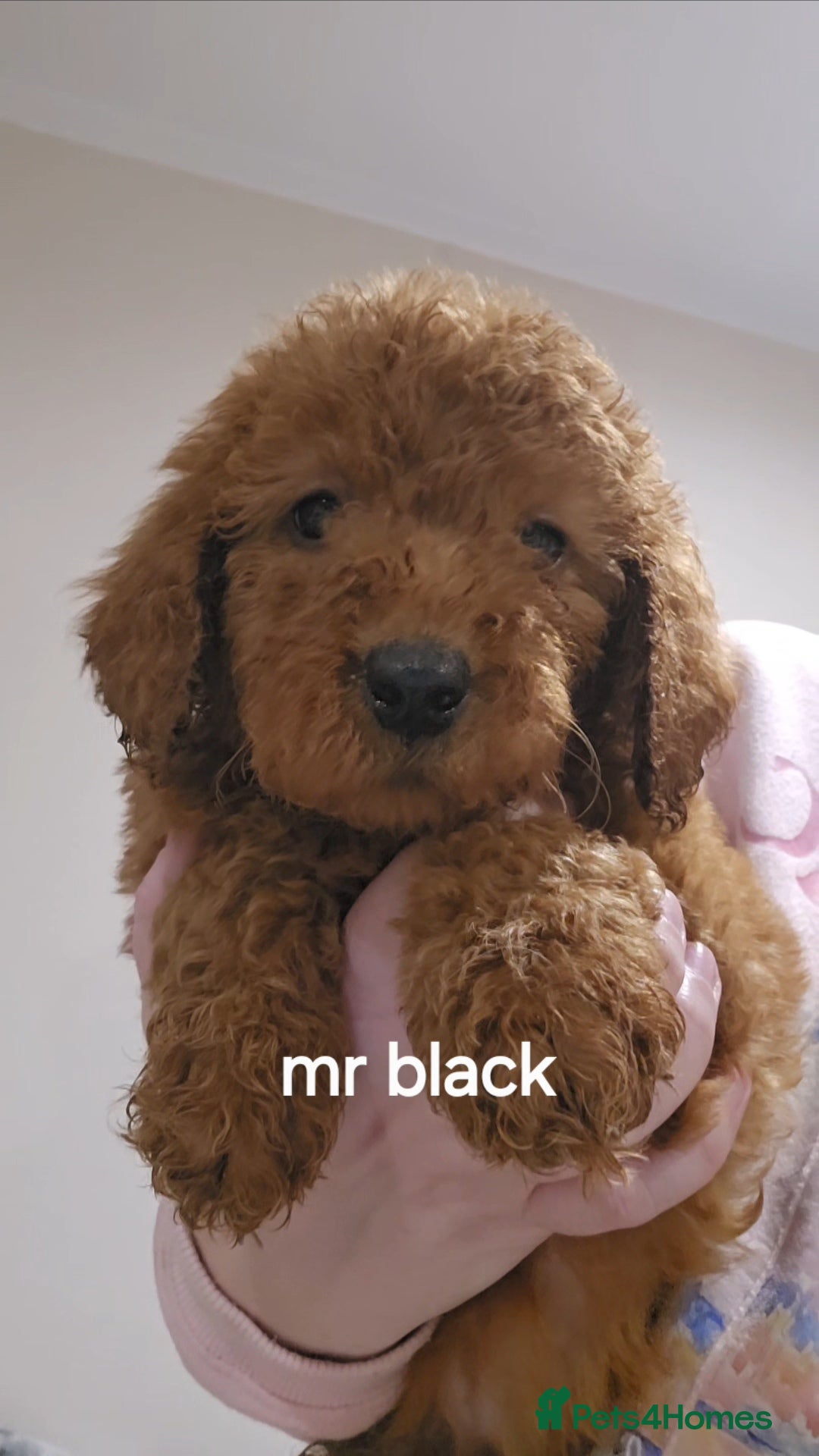 Goldendoodle dogs 7 outstanding goldendoodle  - Advert 6