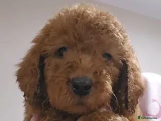 Goldendoodle dogs 7 outstanding goldendoodle - Advert 6