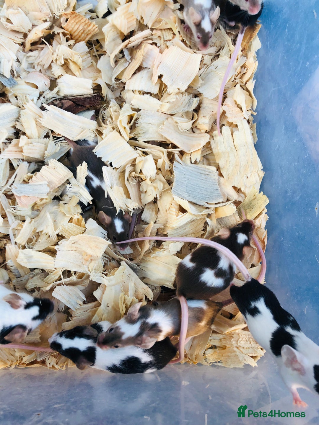 Mouse rodents for sale: Fancy mice for sale  - Advert 2