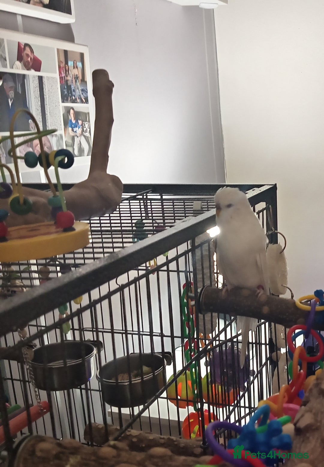 Budgerigars birds for sale: Budgie needs new home - Advert 2