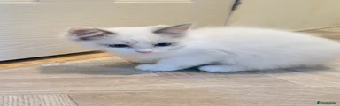 Ragdoll 1