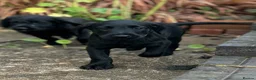 Labradoodle dogs for sale: *last two girls remaining* F1b labradoodles. - Advert 19