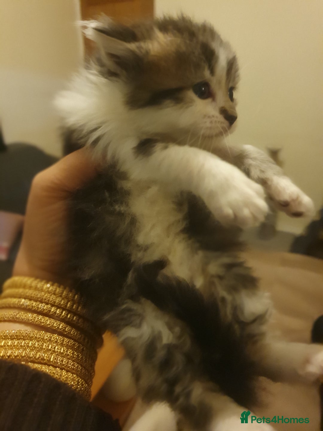 Mixed Breed cats for sale: Beautiful 3 kittens,born 20th August - Image 7