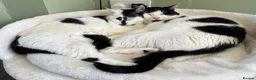 Mixed Breed cats for sale: REHOMING: 2 Black/White Cats, Siblings in Whitley Bay - Advert 1