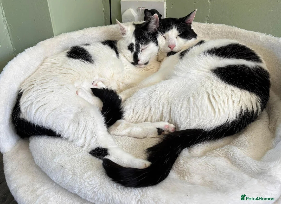 Mixed Breed cats for sale: REHOMING: 2 Black/White Cats, Siblings in Whitley Bay - Advert 1