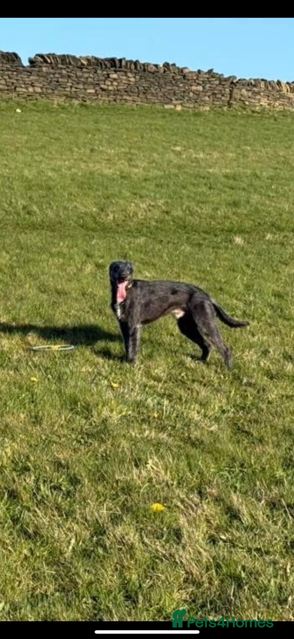Lurcher dogs Firstcross Bedlington whippet  - Advert 11