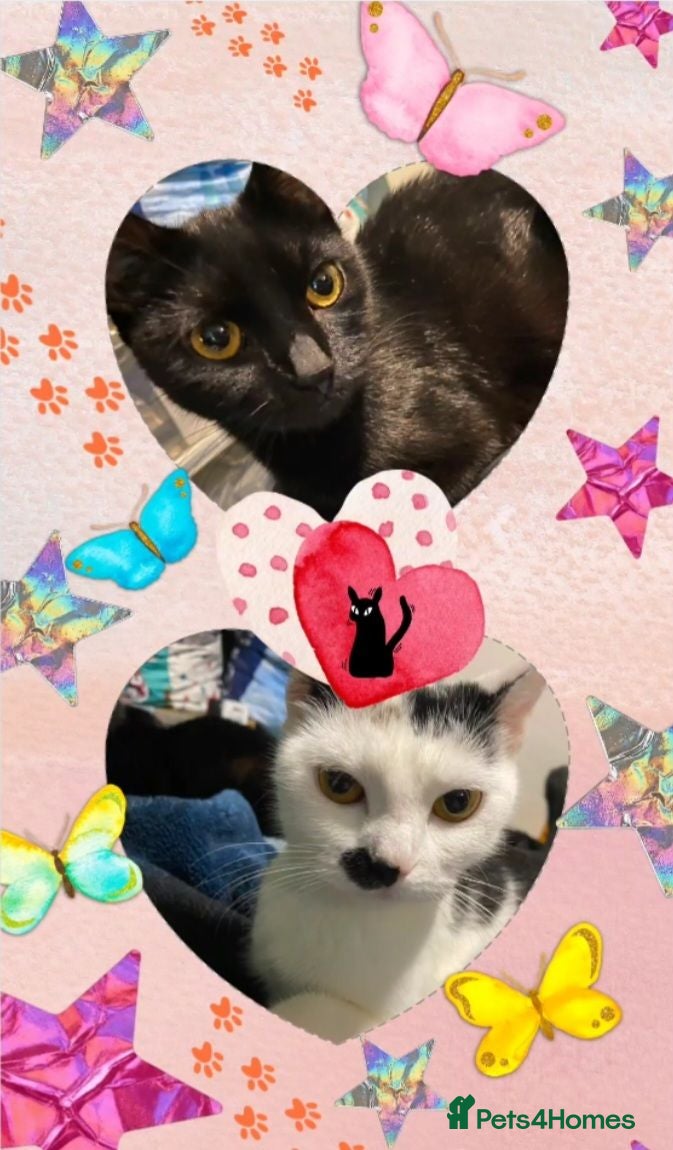 Mixed Breed cats 4 Adorable kittens - Advert 1