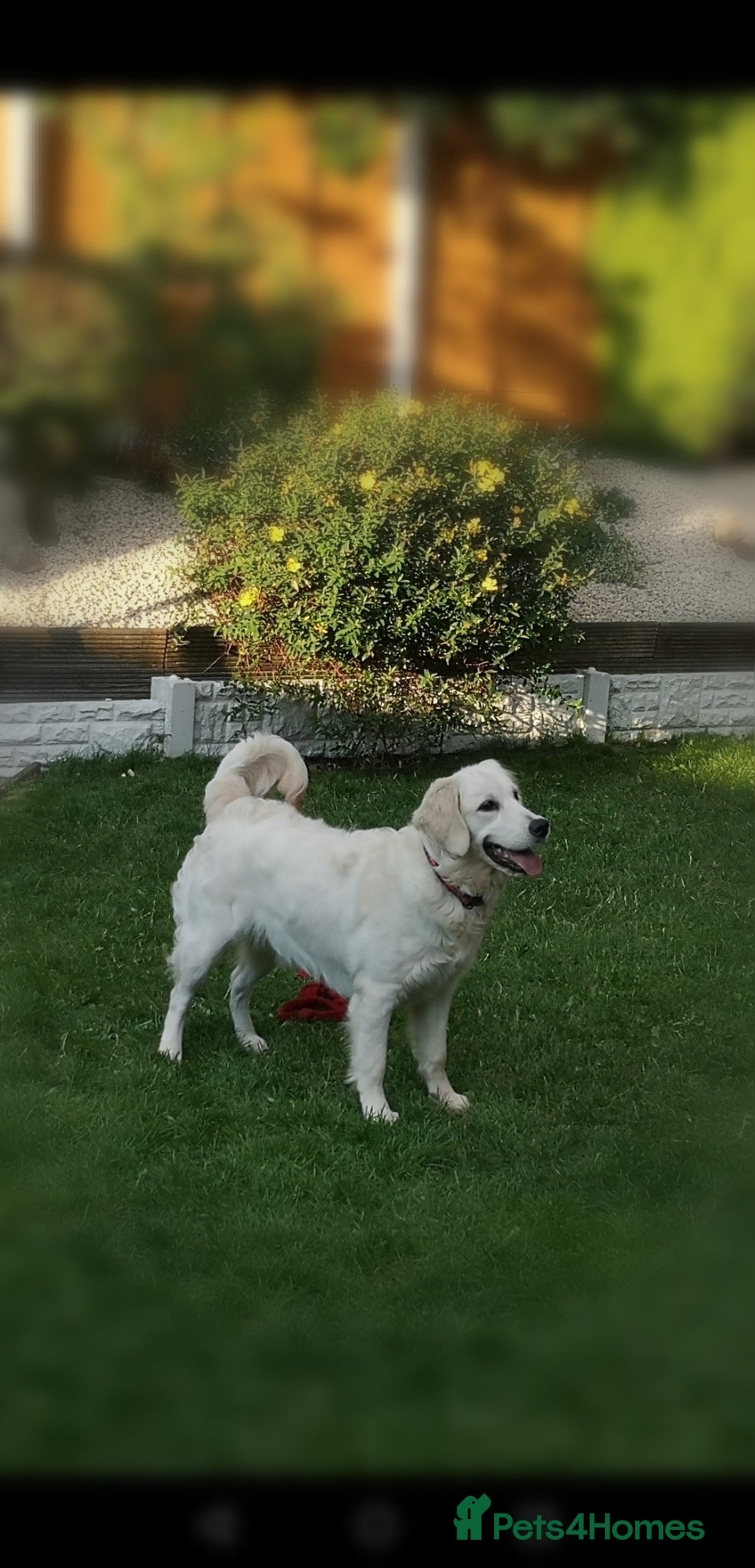 Golden Retriever dogs Pedigree Golden Retreiver SPAYED - Advert 3