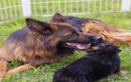 German Shepherd dogs for sale: 🐾🖤 Top-Quality Purebred German Shepherd Puppies - Image 10