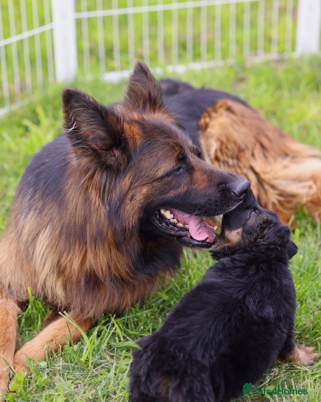 German Shepherd dogs for sale: 🐾🖤 Top-Quality Purebred German Shepherd Puppies - Image 10