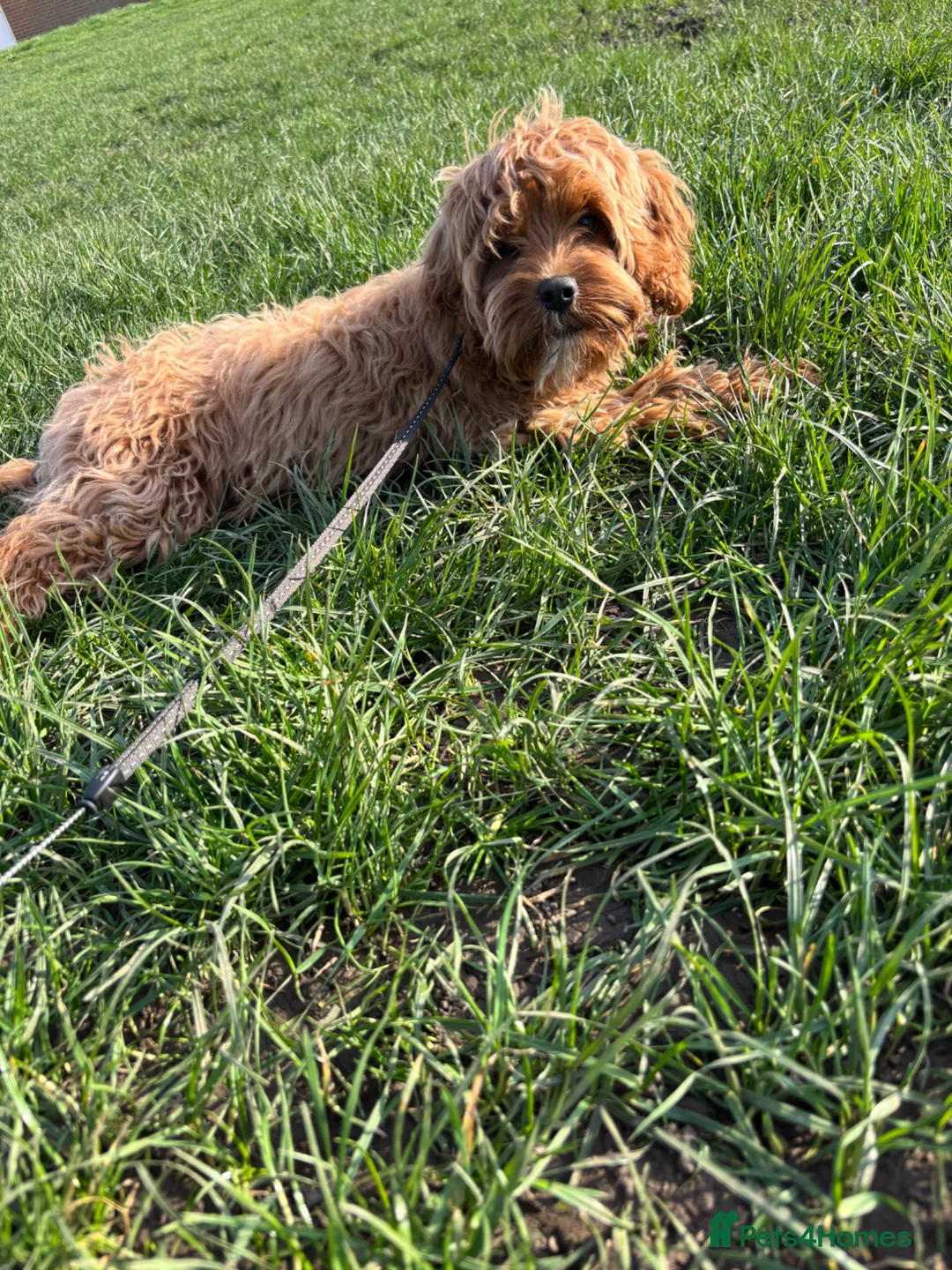 Cavapoo dogs for sale: Cavapoo solid Red  in Birmingham - Advert 2