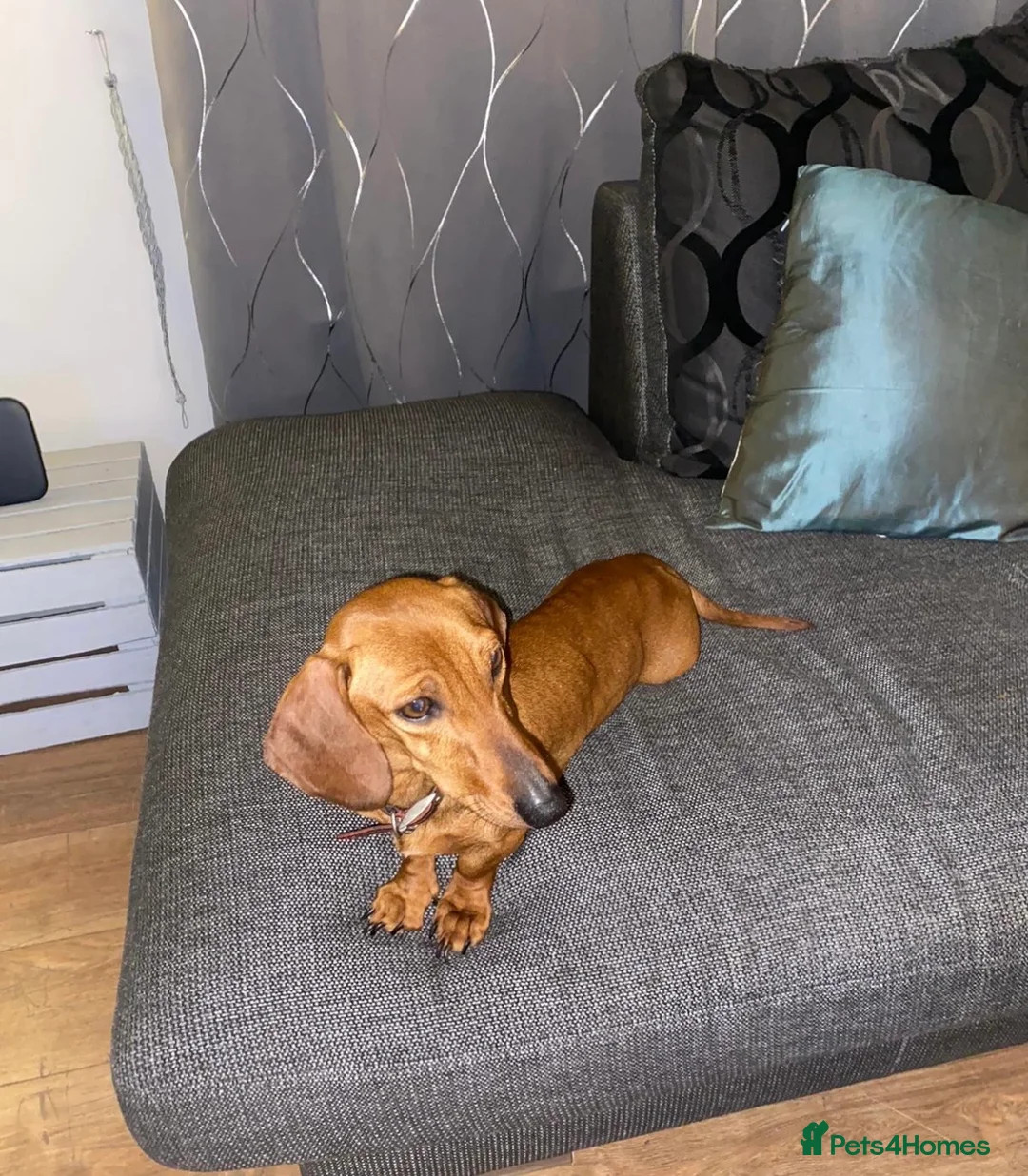 Dachshund dogs for sale: Female dachshund  - Advert 2