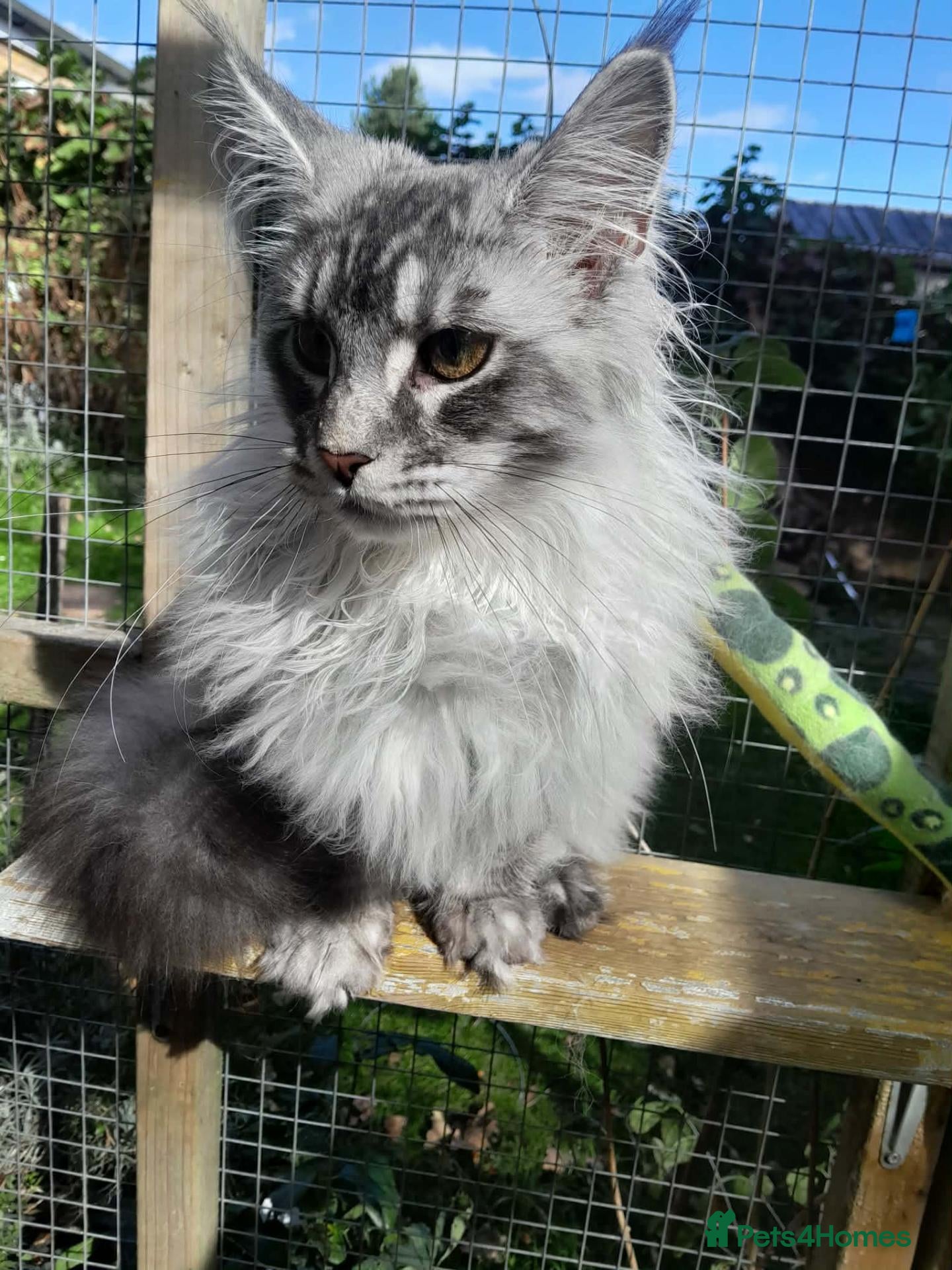 Maine Coon cats black silver/smoke TICA 3G boy&girl maine coon - Advert 2