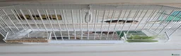Finches birds for sale: Zebra finch pair with cage - Advert 2
