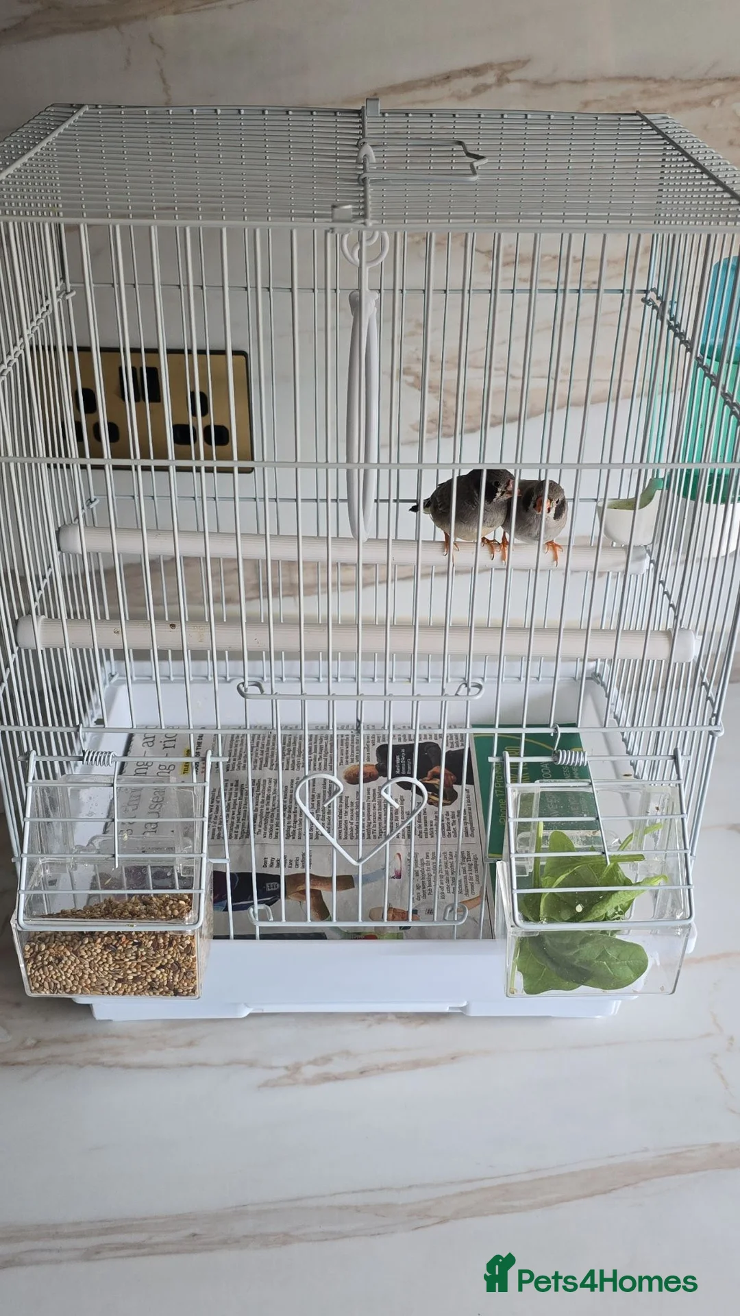 Finches birds for sale: Zebra finch pair with cage - Advert 2