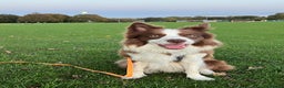 Border Collie dogs for stud: Kajtek Red-white border collie FOR STUD - Advert 5
