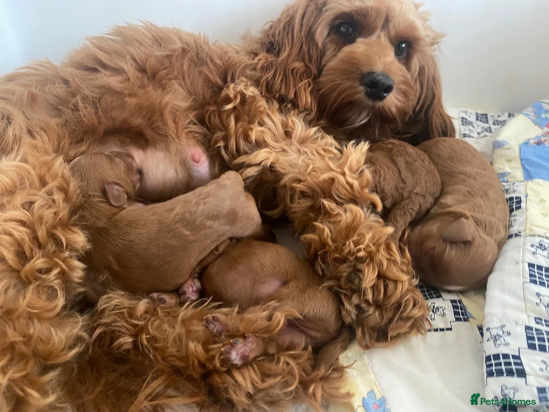 Cockapoo dogs for sale:  F1b American Cockapoos * Health Tested Parents * - Advert 1