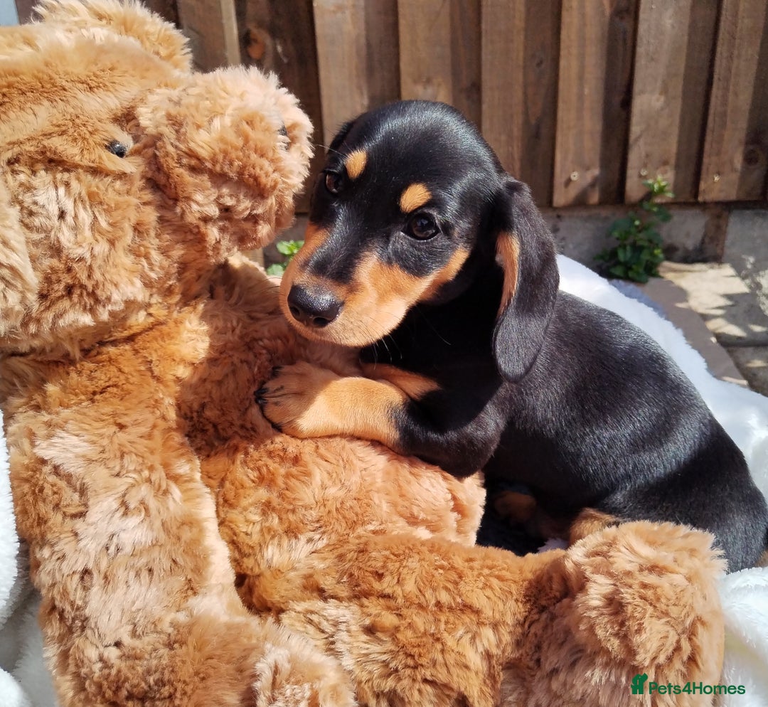 Miniature Dachshund dogs for sale: Mini dachshund  - Image 13