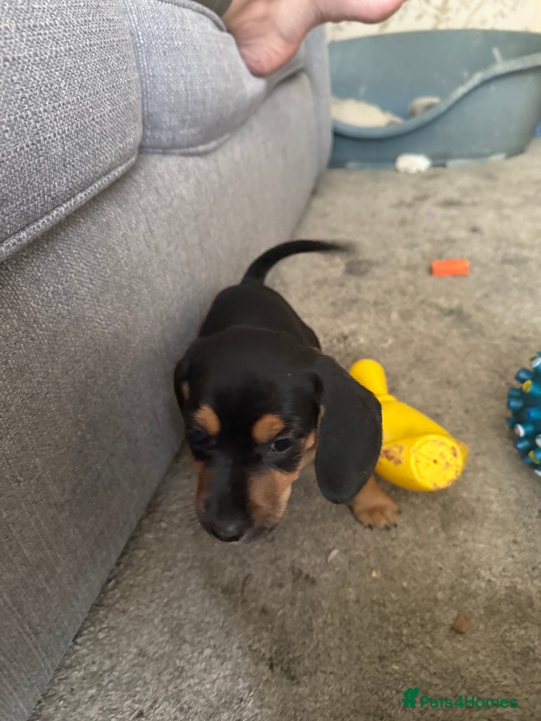 Mixed Breed dogs for sale: Puppy - Image 3