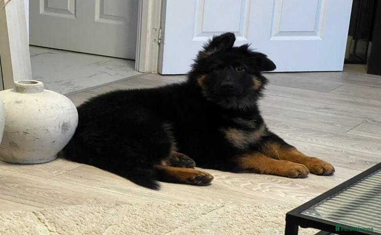 German Shepherd dogs - Advert 15