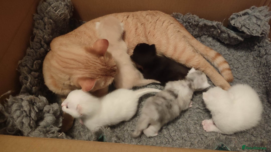 British Shorthair cats for sale: White and cream kittens!!! 😻 - Advert 9